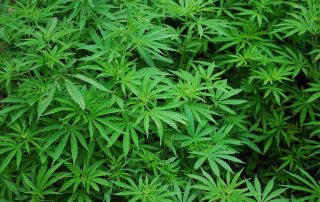 arizona marijuana law